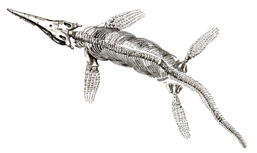 Ichthyosaur skeleton by Vizetelly, Pixabay